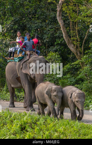 Jaldapara, Indien - 5. Mai 2017: Mutter Elefant mit zwei Babys tragen Gruppe der indischen Touristen während der Safari in Jaldapara Nationalpark, Assam, Indien. Stockfoto
