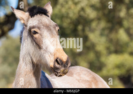 Porträt der schönen Pferd mit Platz für Text kopieren Stockfoto