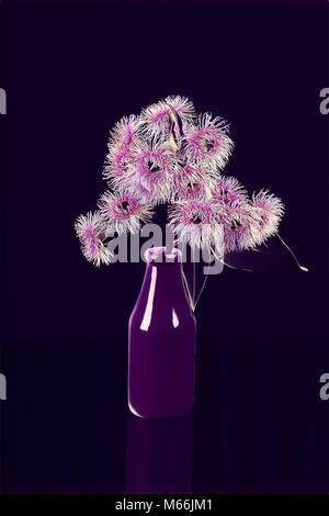 Abbildung: Eukalyptus Blumen in einer Flasche Stockfoto