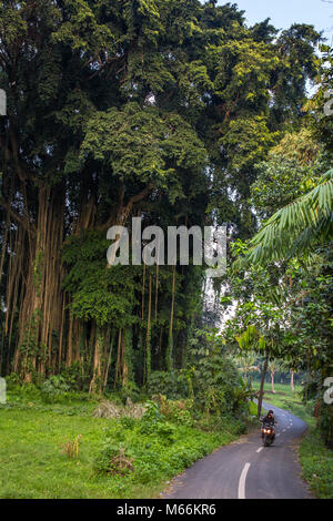 Bali, Indonesien - 15. August 2016: Unbekannter balinesischen jungen Antriebe Motorrad vorbei an riesigen Banyan Tree. Stockfoto