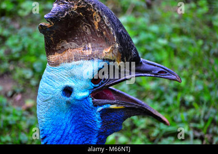 Nicht fliegen Cassowary Vogel bei den National Zoo in Washington DC Stockfoto