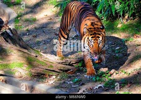 Sumatan Tiger an den National Zoo in Washington DC Stockfoto