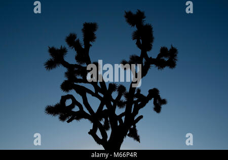 Joshua Tree, Kalifornien Stockfoto