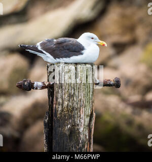 Südlichen schwarzen Möwe oder Seetang Gull, Dunedin, Südinsel, Neuseeland vorangegangen Stockfoto