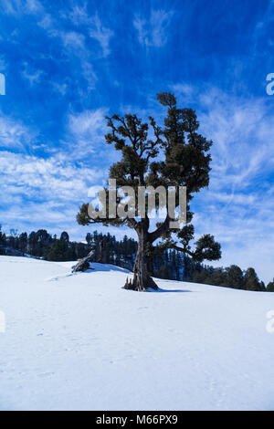 Trekking im Winter auf Himalaya, Kedarkantha Gipfel, Sankari, Nordindien. Uttarakhand. Stockfoto