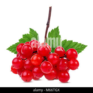 Rote Beeren der Viburnum (Pfeil) auf weißem Hintergrund Stockfoto