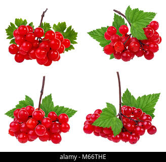 Rote Beeren der Viburnum (Pfeil) auf weißem Hintergrund Stockfoto