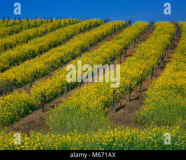 Senf, Weinreben, Carneros, Napa Valley, Kalifornien Stockfoto