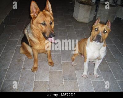 American Staffordshire Terrier und Deutscher Schäferhund saßen und die Kamera Stockfoto