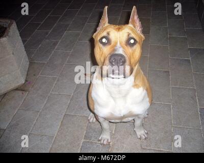 American Staffordshire Terrier Stockfoto