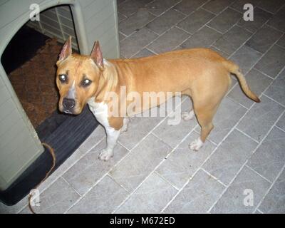 American Staffordshire Terrier Stockfoto