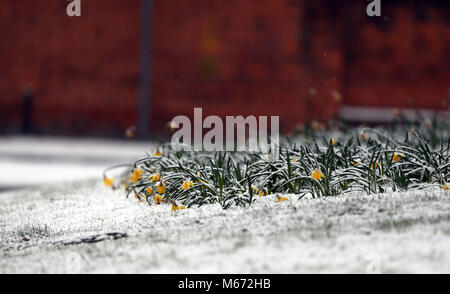 Schnee sitzt auf Narzissen in der Nähe der langen Spaziergang auf Schloss Windsor, Berkshire, als Sturm Emma, Rolling vom Atlantik, sieht balanciert, das Tier aus dem Osten kühl Russland Luft zu begegnen - weiter verbreitet Schneefall und bitteren Temperaturen. Stockfoto