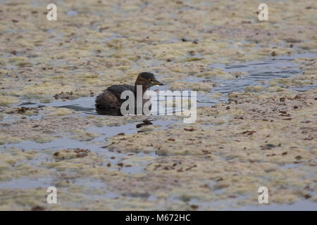 Zwergtaucher, die schwimmt in einem kleinen Teich während der Überwinterung in Indien an einem bewölkten Tag im Winter Stockfoto