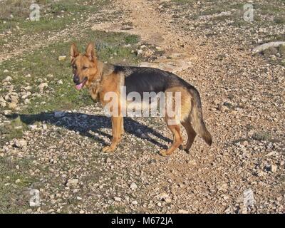 Reine Rasse champion Deutscher Schäferhund in Messestand auf grünem Gras Stockfoto