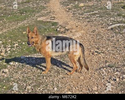 Reine Rasse champion Deutscher Schäferhund in Messestand auf grünem Gras Stockfoto