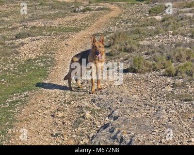 Reine Rasse champion Deutscher Schäferhund in Messestand auf grünem Gras Stockfoto