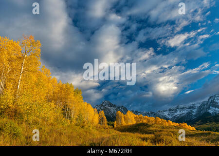 Aspen, Mount Sneffels, Dallas Divide, Uncompahgre National Forest, Colorado Stockfoto