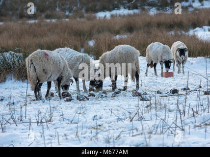 Chipping, Lancashire. 28 Feb, 2018. UK Wetter: swaledale Mutterschafe Fütterung auf futterrüben im Schnee, am frühen Abend, Chipping, Lancashire. Quelle: John Eveson/Alamy leben Nachrichten Stockfoto