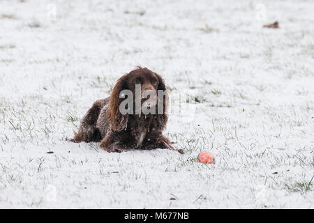 Windsor, Großbritannien. 1. März, 2018. UK Wetter: Ein Hund spielt mit einem Ball im Windsor Great Park. Lokale Bewohner erwachte zu einer nächtlichen Schneefall in Windsor, Berkshire, und wurden gewarnt mehr Schnee vom Mittag zu erwarten. Credit: Mark Kerrison/Alamy leben Nachrichten Stockfoto