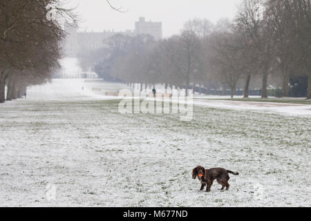 Windsor, Großbritannien. 1. März, 2018. UK Wetter: Ein Hund spielt mit einem Ball im Windsor Great Park. Lokale Bewohner erwachte zu einer nächtlichen Schneefall in Windsor, Berkshire, und wurden gewarnt mehr Schnee vom Mittag zu erwarten. Credit: Mark Kerrison/Alamy leben Nachrichten Stockfoto