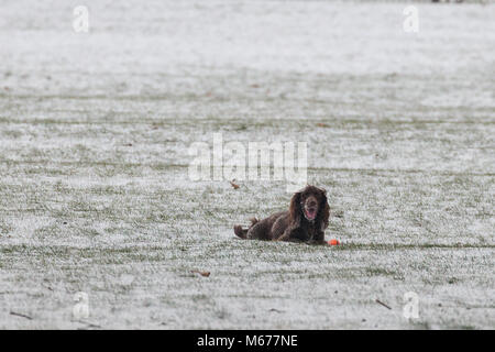 Windsor, Großbritannien. 1. März, 2018. UK Wetter: Ein Hund spielt mit einem Ball im Windsor Great Park. Lokale Bewohner erwachte zu einer nächtlichen Schneefall in Windsor, Berkshire, und wurden gewarnt mehr Schnee vom Mittag zu erwarten. Credit: Mark Kerrison/Alamy leben Nachrichten Stockfoto