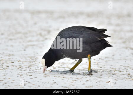 Blässhuhn (Fulica atra) Laufen auf Schnee im Winter an einem kalten Tag in England, Großbritannien. Stockfoto