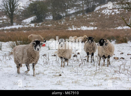 Chipping, Lancashire. 1 Mär, 2018. UK Wetter: swaledale Mutterschafe im Schnee, Chipping, Lancashire. Quelle: John Eveson/Alamy leben Nachrichten Stockfoto