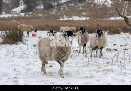 Chipping, Lancashire. 1 Mär, 2018. UK Wetter: swaledale Mutterschafe im Schnee, Chipping, Lancashire. Quelle: John Eveson/Alamy leben Nachrichten Stockfoto