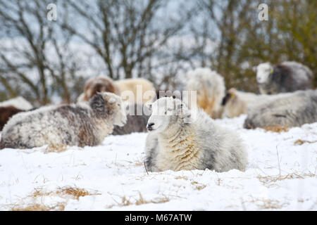 Brighton UK 1. März 2018 - Schafe grasen durch den Schnee in Ditchling Beacon entlang der South Downs Way Nördlich von Brighton als "das Tier aus dem Osten' arctic Blast und Sturm Emma über das Land Foto von Simon Dack: Simon Dack/Alamy Leben Nachrichten genommen Stockfoto