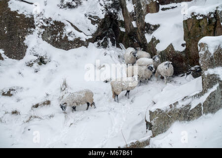 Burley-in-Wharfedale, West Yorkshire. 1 Mär, 2018. UK Wetter: Burley-in-Wharfedale, West Yorkshire, UK. 1. März 2018. Schaf mit Schnee Festhalten an ihren Gesichtern zu suchen Schutz in den Blizzard-Tier aus dem Osten. Rebecca Cole/Alamy leben Nachrichten Stockfoto