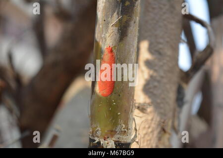 North Kolkata, Indien. 29. Februar 2018. Nerapora Ritual im Holi, Festival der Farbe Feier. Credit: Rupa Ghosh/Alamy Leben Nachrichten. Stockfoto