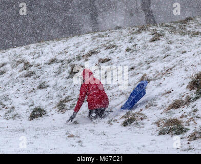 Honiton, Devon, 1. März 18 ein Mädchen ihr Schlitten verliert auf einer Bank in der Byes bei Sidmouth, wie das Tier aus dem Osten trifft Sturm Emma über South West England. Devon und Cornwall erwarten mehrere Zentimeter Schnee in den nächsten Stunden. Schnee ist eine große rareity auf das Devon Coast - Sidmouth hat keine hatten seit dem Winter 2010/11. Foto Central/Alamy leben Nachrichten Stockfoto