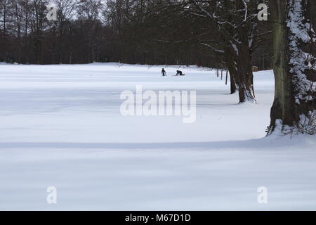 Dalkeith, UK, 1. März 2018: Rodeln durch den Schnee im Dalkeith Country Park Credit: Ian Tat/Alamy leben Nachrichten Stockfoto