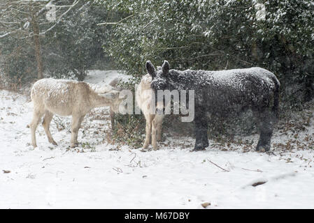 Esel auf der Weide auf einen holly bush im Schnee auf den New Forest, Hampshire, England, Großbritannien während Sturm Emma Winter Wetter. Stockfoto