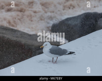 Honiton, Devon, 01. März 18 einer Möwe weiß nicht, wo sie Schutz bei Sidmouth, wie das Tier aus dem Osten trifft Sturm Emma über South West England. Devon und Cornwall erwarten mehrere Zentimeter Schnee in den nächsten Stunden. Schnee ist eine große rareity auf das Devon Coast - Sidmouth hat keine hatten seit dem Winter 2010/11. Foto Central/Alamy leben Nachrichten Stockfoto