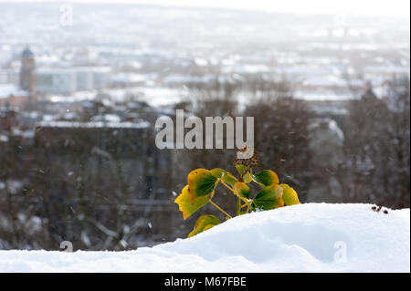 Glasgow, Schottland, Großbritannien. 1. März, 2018. Credit: Tony Clerkson/Alamy leben Nachrichten Stockfoto