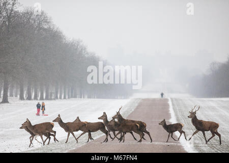 Windsor, Großbritannien. 1. März, 2018. Red Deer überqueren Sie die Lange im Schnee-beschichtete Windsor Great Park entfernt. Credit: Mark Kerrison/Alamy leben Nachrichten Stockfoto
