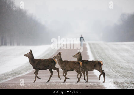 Windsor, Großbritannien. 1. März, 2018. Red Deer überqueren Sie die Lange im Schnee-beschichtete Windsor Great Park entfernt. Credit: Mark Kerrison/Alamy leben Nachrichten Stockfoto