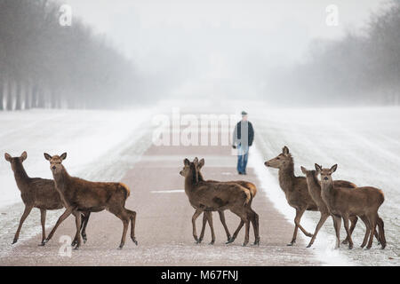 Windsor, Großbritannien. 1. März, 2018. Red Deer überqueren Sie die Lange im Schnee-beschichtete Windsor Great Park entfernt. Credit: Mark Kerrison/Alamy leben Nachrichten Stockfoto