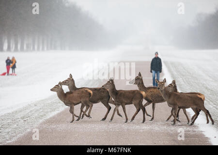 Windsor, Großbritannien. 1. März, 2018. Red Deer überqueren Sie die Lange im Schnee-beschichtete Windsor Great Park entfernt. Credit: Mark Kerrison/Alamy leben Nachrichten Stockfoto