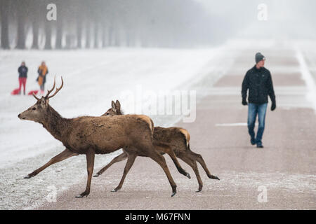 Windsor, Großbritannien. 1. März, 2018. Red Deer überqueren Sie die Lange im Schnee-beschichtete Windsor Great Park entfernt. Credit: Mark Kerrison/Alamy leben Nachrichten Stockfoto