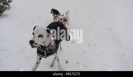 Southampton, Großbritannien. 1. März, 2018. Donnerstag, 1. März 2018 UKsnow West Wellow Southampton, England. Der Eigentümer dieses Dalmatinischen hatte das Gefühl, es in einem schwarzen Mantel zu kleiden, es warm zu halten, sondern auch dazu beigetragen, es zu sehen, sonst wäre es fast gegen den Schnee unsichtbar, da es sehr genossen, mit seinem doggy Pals im New Forest. Credit: PBWPIX/Alamy leben Nachrichten Stockfoto