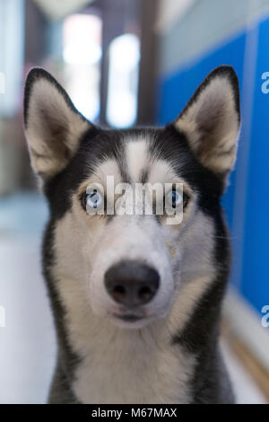 Ein Portrait von meinem 3 Jahre alten Sibirischen Husky Stockfoto