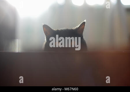 Eine Katze schaut aus dem Versteck, Überraschung, Jagd, Schreck, Sonnenlicht, Ohren, gelbe Augen, einem Britischen Rasse schwarz. Hintergrundbeleuchtung, Back Light. Unter der Inscr Stockfoto