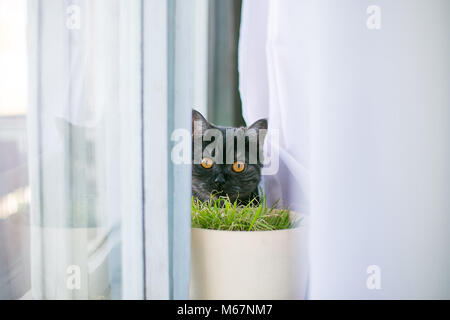 An sieht aus dem Versteck, Überraschung, Jagd, Schreck, Sonnenlicht aus dem Fenster, gelbe Augen, Britische schwarz. Platz für die Beschriftung der Text hinter Stockfoto