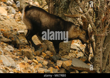 Capra Pyrenaica Hispánica, Ziege, Berge, wilde Tiere, Stockfoto