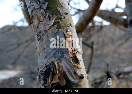 Weihrauch Baum in der Nähe von Salalah, Oman Stockfoto