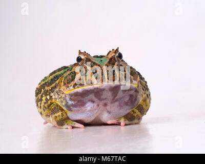 Argentinische horned frog Ceratophrys ornata Stockfoto