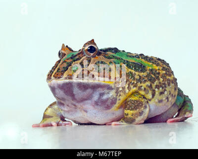 Argentinische horned frog Ceratophrys ornata Stockfoto