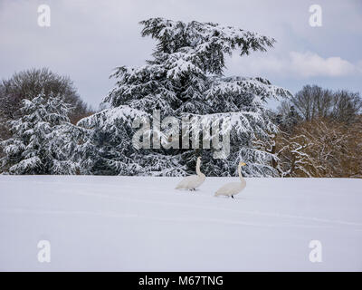 Winter Szenen in Leeds Castle, Kent, Großbritannien als "das Tier aus dem Osten' Schnee Sturm schlägt die weald Stockfoto